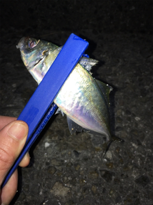 アジング・メバリング