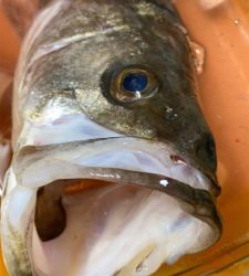 令和2年初釣り結果