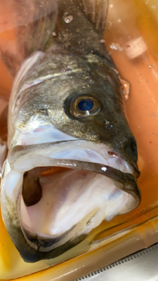 令和2年初釣り結果