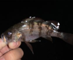 アジがまだまだいける