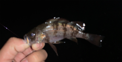 アジがまだまだいける