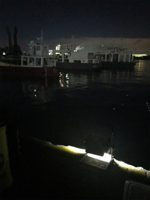 ポツリ…ポツリ…で何とかヒイカ12杯σ(^_^;)