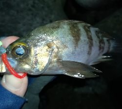 ナイトアジング