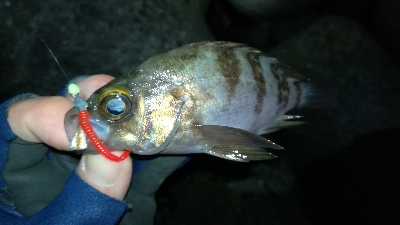 ナイトアジング