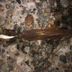 エギングのち邪道エギング