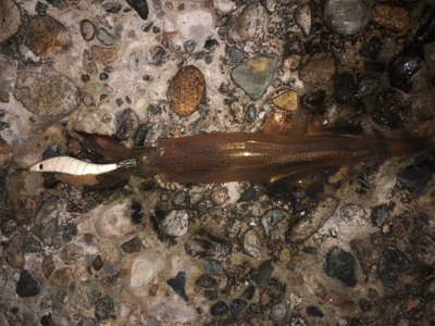 エギングのち邪道エギング