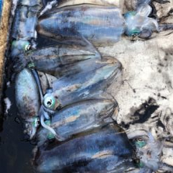 初釣りは満足のティップラン