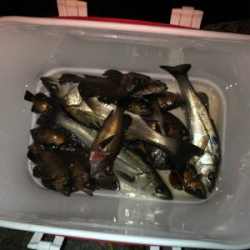 半夜エビ撒き釣り 好調