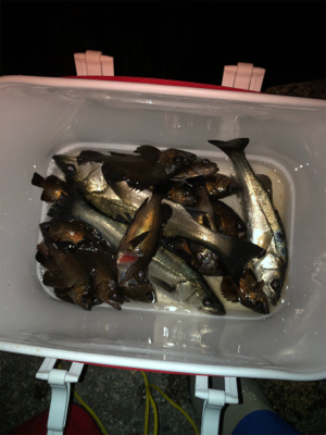 半夜エビ撒き釣り 好調