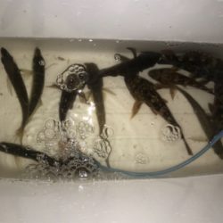 メバルよりガシラ好調