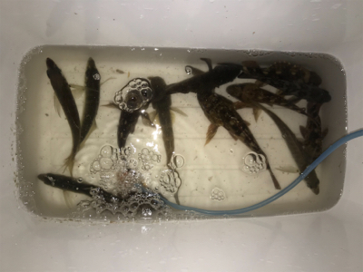 メバルよりガシラ好調