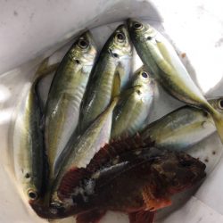 明石アジング☆初心者でも釣れた!