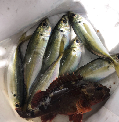 明石アジング☆初心者でも釣れた！