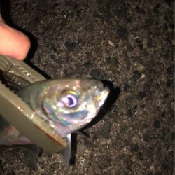 今年初のアジング