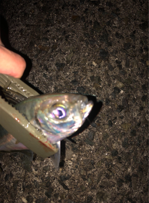 今年初のアジング