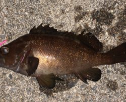 函館は風の無い今がチャンス！