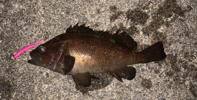 函館は風の無い今がチャンス！