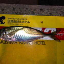 28cmビッグアジ！