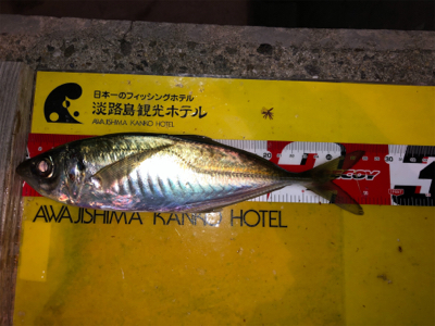 28cmビッグアジ！