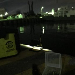 まだまだヒイカ釣りσ(^_^;)