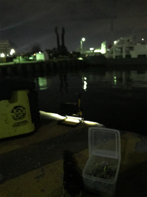 まだまだヒイカ釣りσ(^_^;)