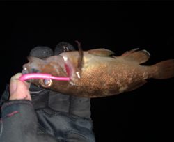 ライトリグでガヤ祭り！