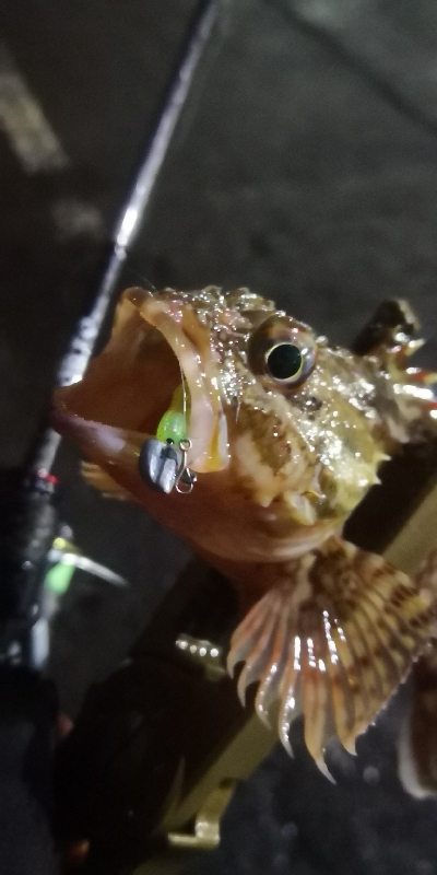 アジング練習 97