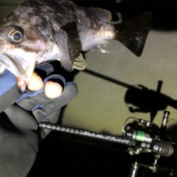 ワイワイフィッシング