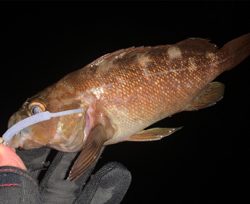 狙ってメバルを釣るよ〜