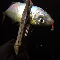 アジング練習 98