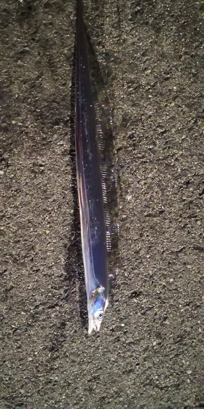 アジング練習 99