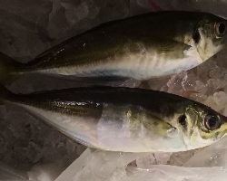 アジング練習 100