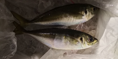 アジング練習 100