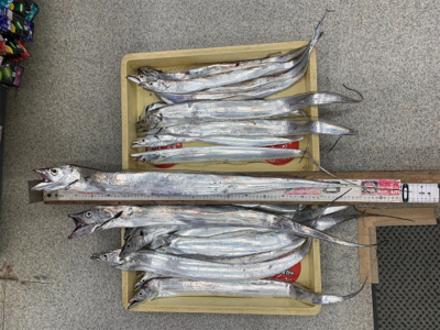 タチウオ無双。