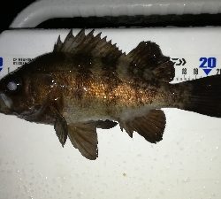 ナイトメバリング