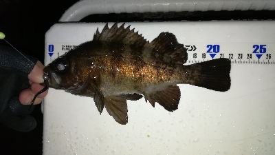 ナイトメバリング