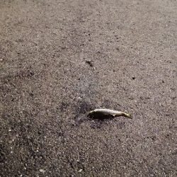 アジング練習 101