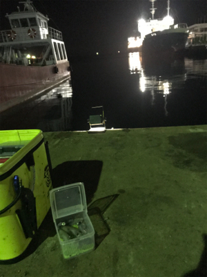 寒い中でのヒイカ釣り…渋すぎ(＞＜)