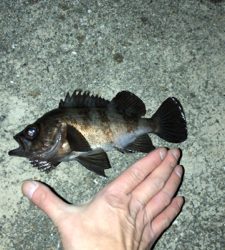 今年初のメバリング