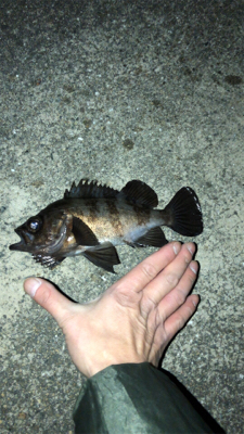 今年初のメバリング