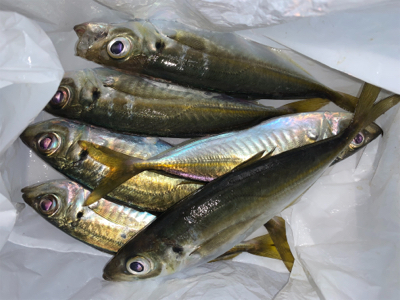 メバルがいない