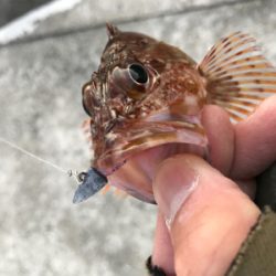 2020ライトゲーム第3戦