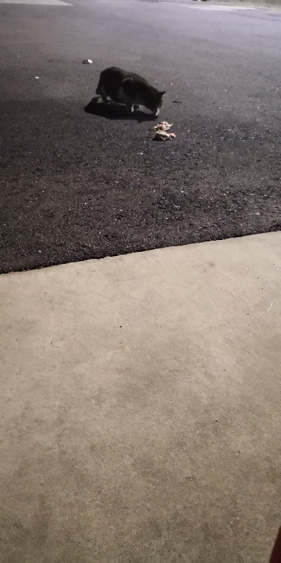 アジング練習 102