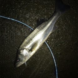 仕事帰りシーバス