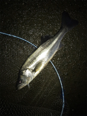 仕事帰りシーバス