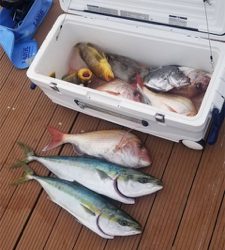 鯛ラバとスロージギング