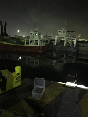 まだまだヒイカ釣り(^。^)