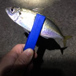 ライトゲーム、アジ・メバル