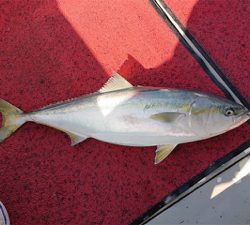 オフショアブリ