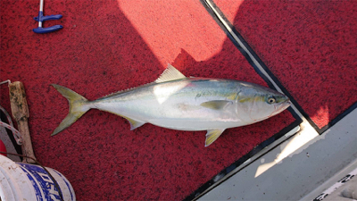 オフショアブリ